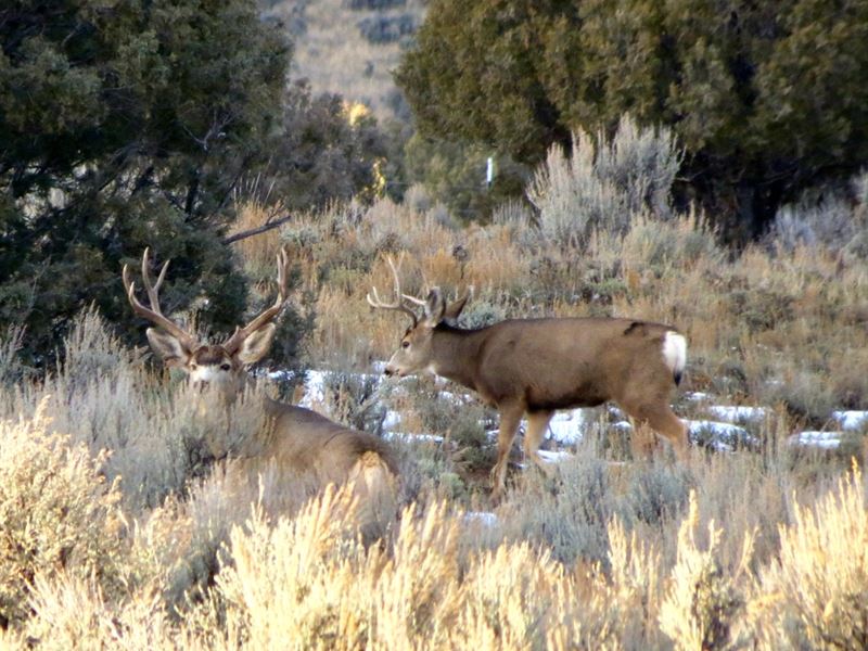 Pinon Hills Ranch Lot 39 : Pagosa Springs : Archuleta County : Colorado