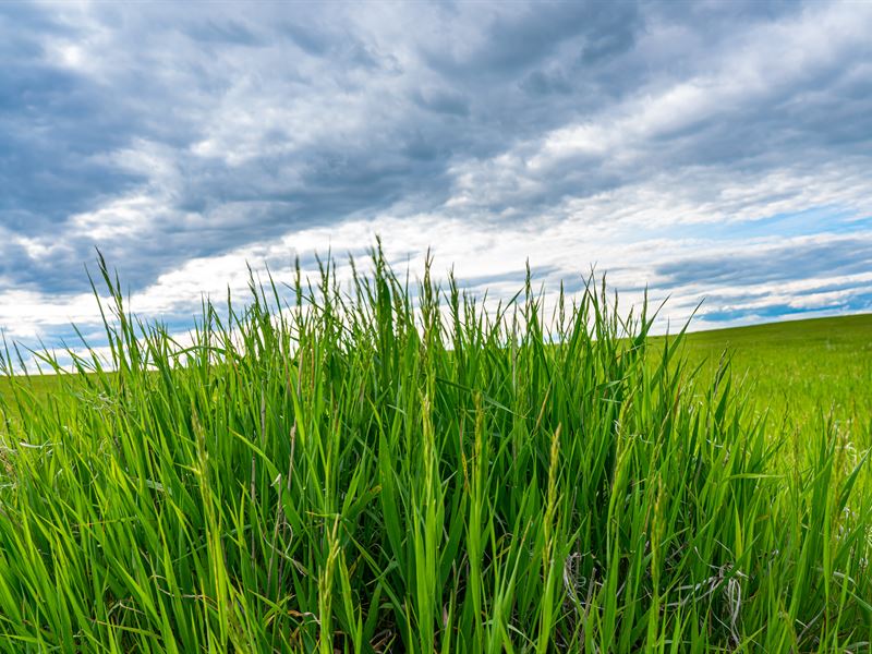 Lone Tree Dryland Farm : Chugwater : Goshen County : Wyoming