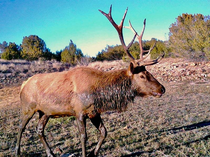 Line Shack Ranch : Kim : Las Animas County : Colorado