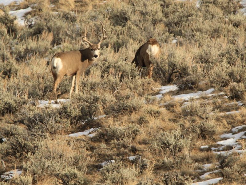 The Deer Pasture : Craig : Moffat County : Colorado