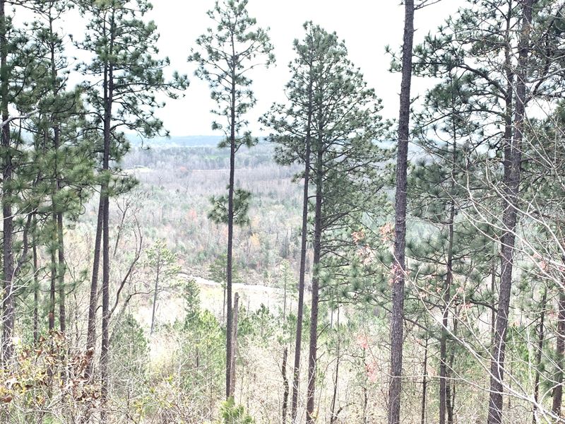 200 Acres On Beaver Dam Creek : Marion : Perry County : Alabama