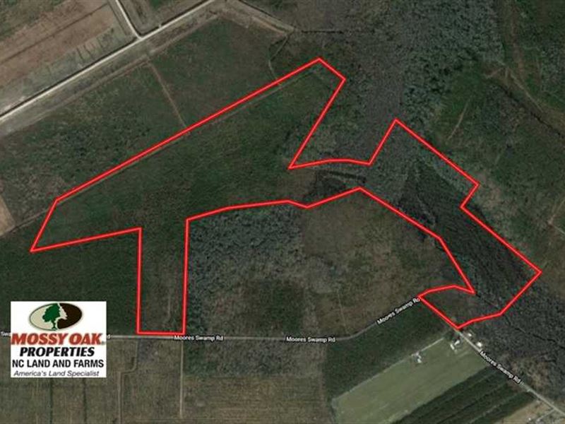 120 Acres of Hunting and Timber LA : Grantsboro : Pamlico County : North Carolina