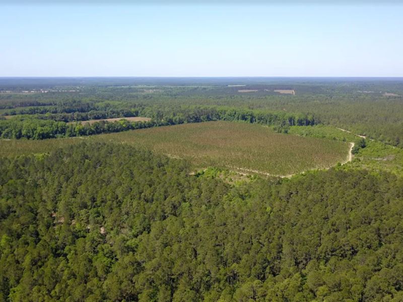 Large Timber Tract Loaded with Game : Swainsboro : Emanuel County : Georgia