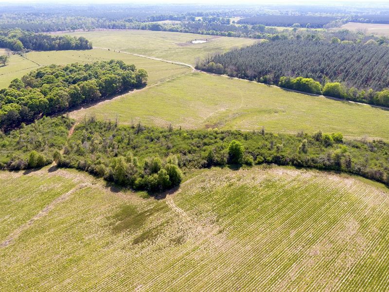 Cr27 L-Pond Rd Row Crop Farm Land : Castleberry : Covington County : Alabama