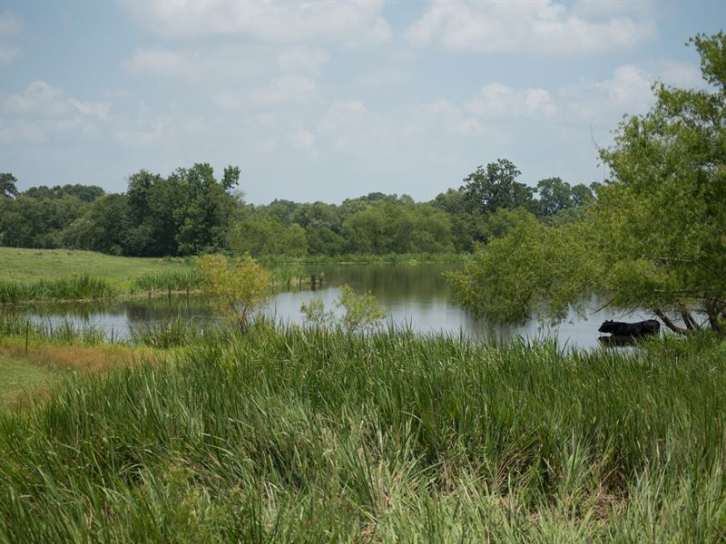 Turnkey Ranch and Poultry Farm : Leesburg : Upshur County : Texas