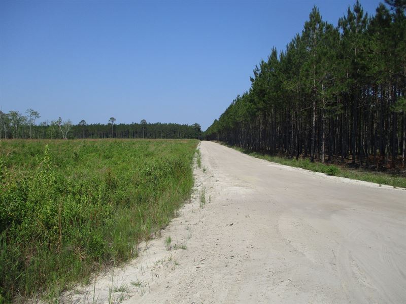 Planted Pines in Nicholls, GA : Nicholls : Ware County : Georgia