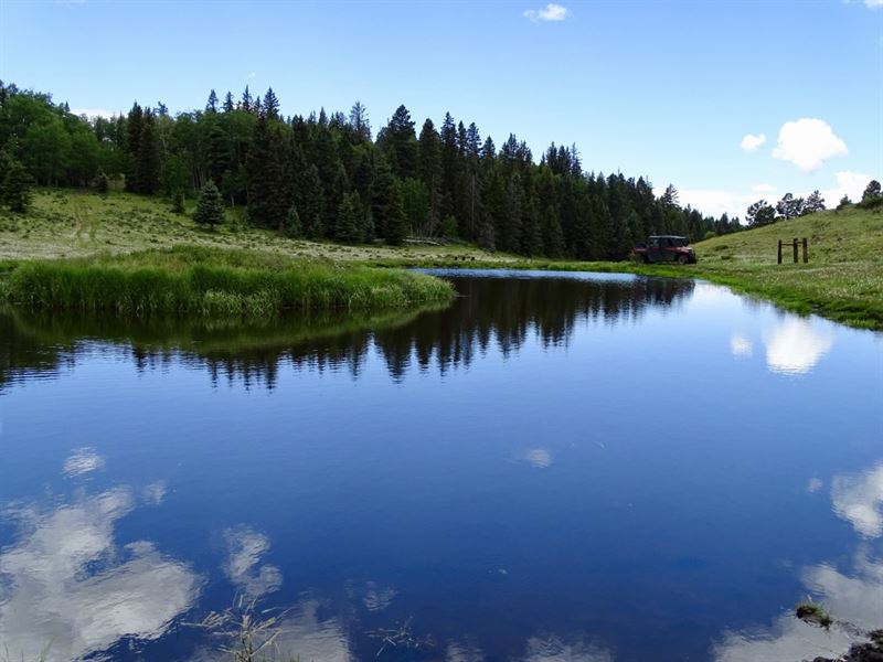 Upper Montane Dream : Tres Piedras : Rio Arriba County : New Mexico