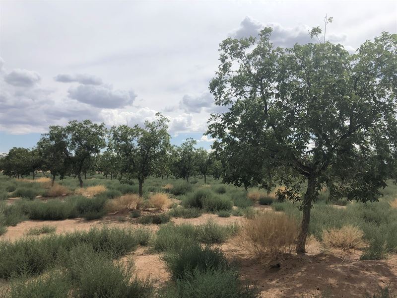 NM Pecan Farm Ranch for Sale in Oscura, Lincoln County, New Mexico