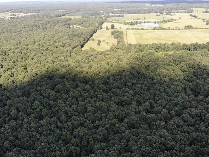 200 Acres Woods/Pasture Bollinger : Glen Allen : Bollinger County : Missouri