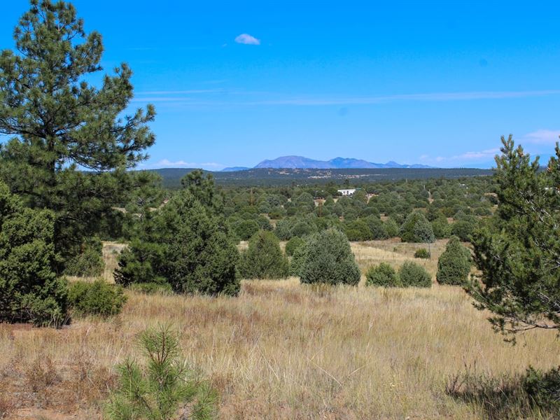 Nm-337 Tijeras, NM 80 Acres : Tijeras : Bernalillo County : New Mexico