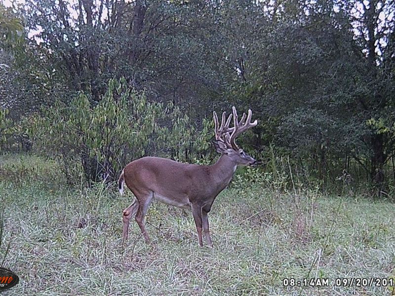 Cropland Big Timber and Huge Deer : Slocomb : Houston County : Alabama