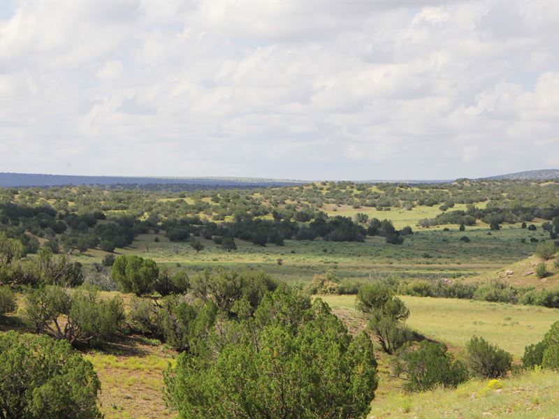38 Acres Bordering State Land : Saint Johns : Apache County : Arizona