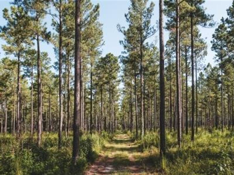 Barrow Branch : Sardis : Burke County : Georgia