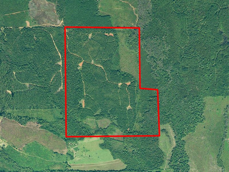 Pigeon Creek Timber Tract : Greenville : Butler County : Alabama