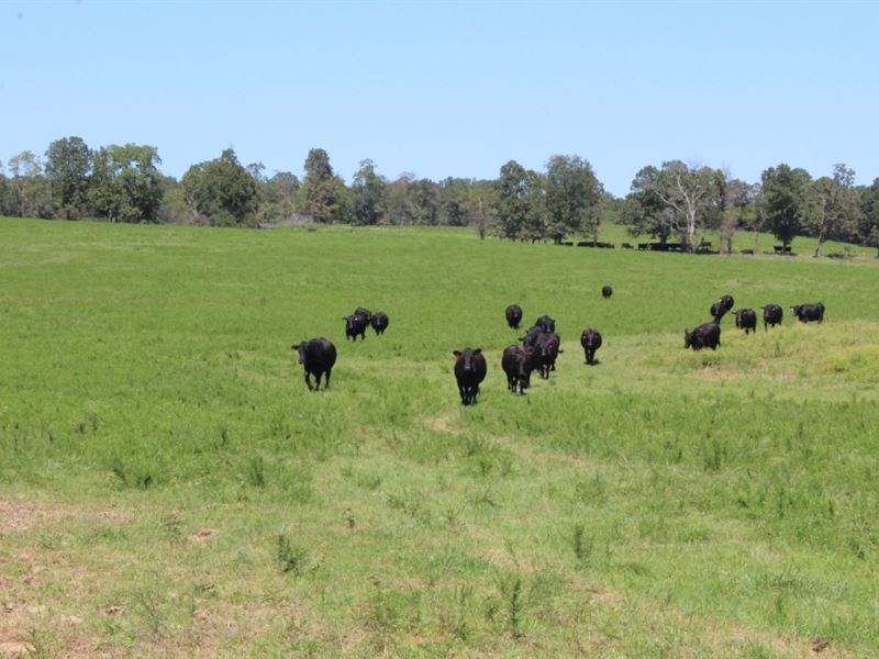 Cattle Ranch for Sale in Missouri : Koshkonong : Oregon County : Missouri