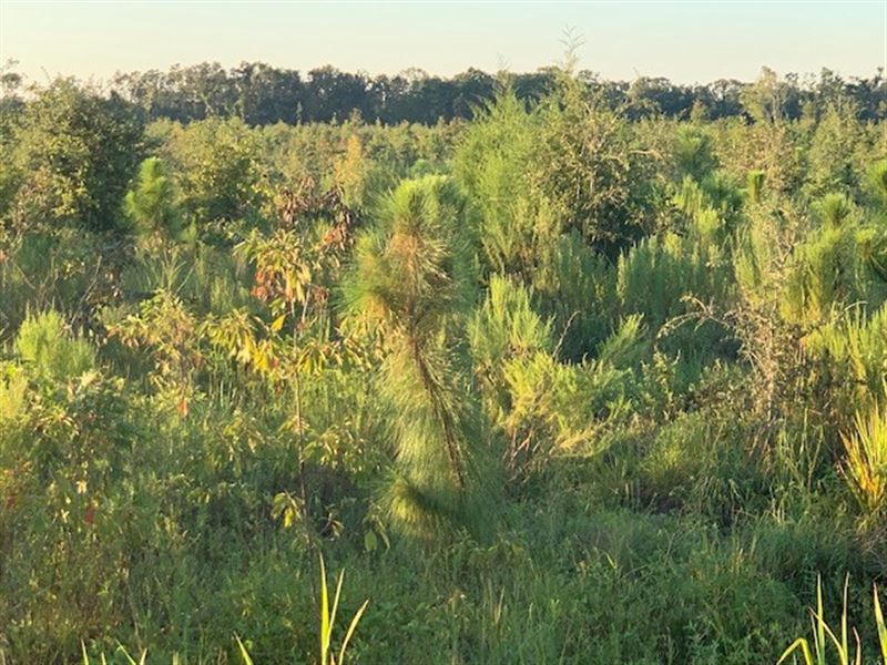 Land in Jackson County, Florida Ranch for Sale in Jackson