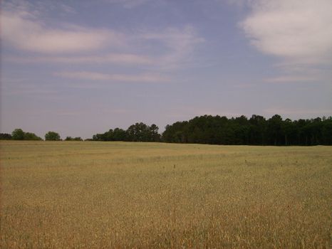Excellent Home Site or Pasture Land : Vienna : Dooly County : Georgia