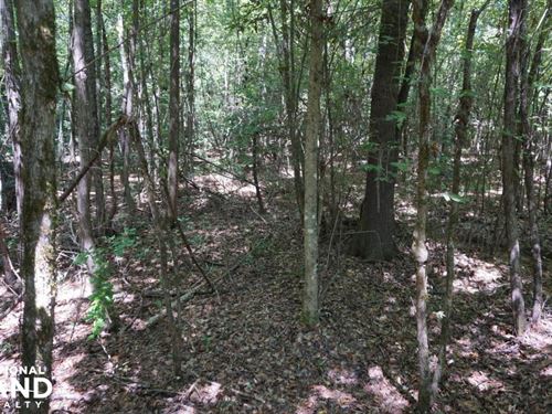 Greensboro Hubbard Road Hunting : Greensboro : Hale County : Alabama