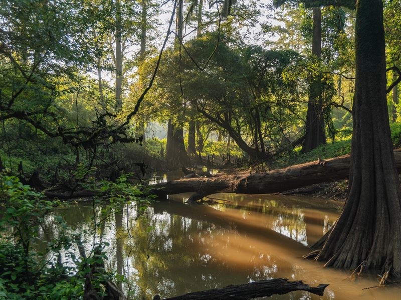 Timeless Hunting Ranch, River : Chester : Tyler County : Texas