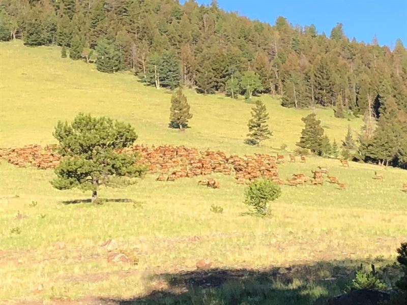 Saddle Mountain Ranch Guffey, Color : Guffey : Park County : Colorado