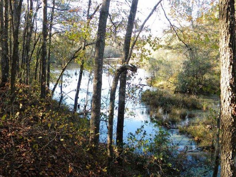 Beaver Dam Pond : Keysville : Burke County : Georgia