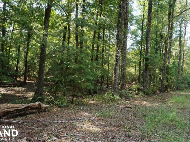 Shady Grove Plantation North : York : Marengo County : Alabama