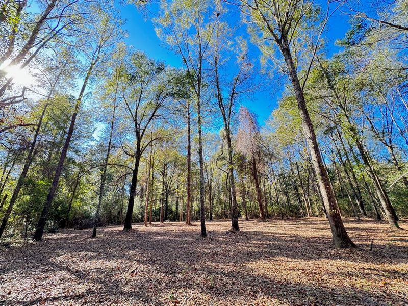 Stunning 16 Acre Home Site in Pratt : Prattville : Autauga County : Alabama