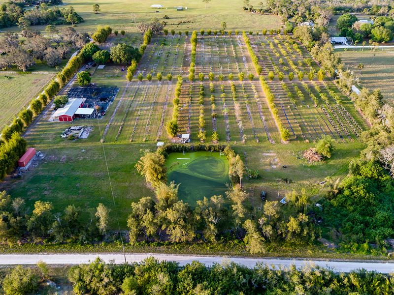 Martin County Lychee Grove : Indiantown : Martin County : Florida