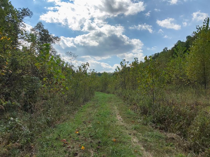 Snake Hollow Rd, 92 Acres : Crooksville : Perry County : Ohio