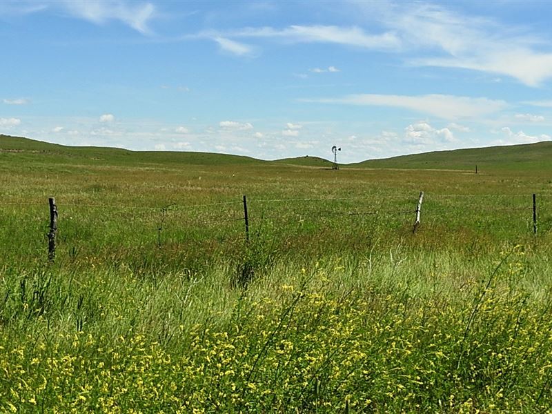 Nebraska Sandhills Cattle & Elk : Whitman : Cherry County : Nebraska