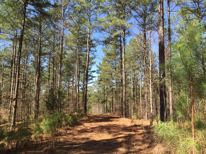 Boston Creek Hardwood & Pine Timber : Canton : Cherokee County : Georgia