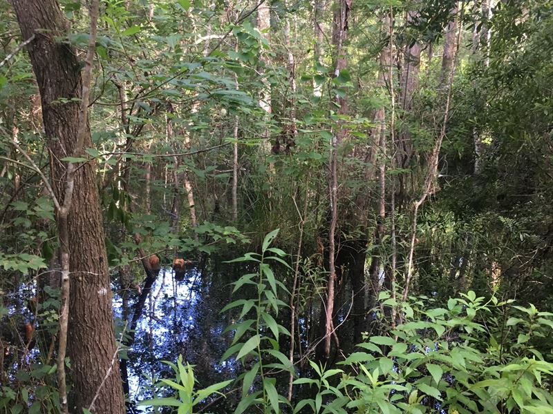 Affordable Hunting Tract : Monticello : Jefferson County : Florida