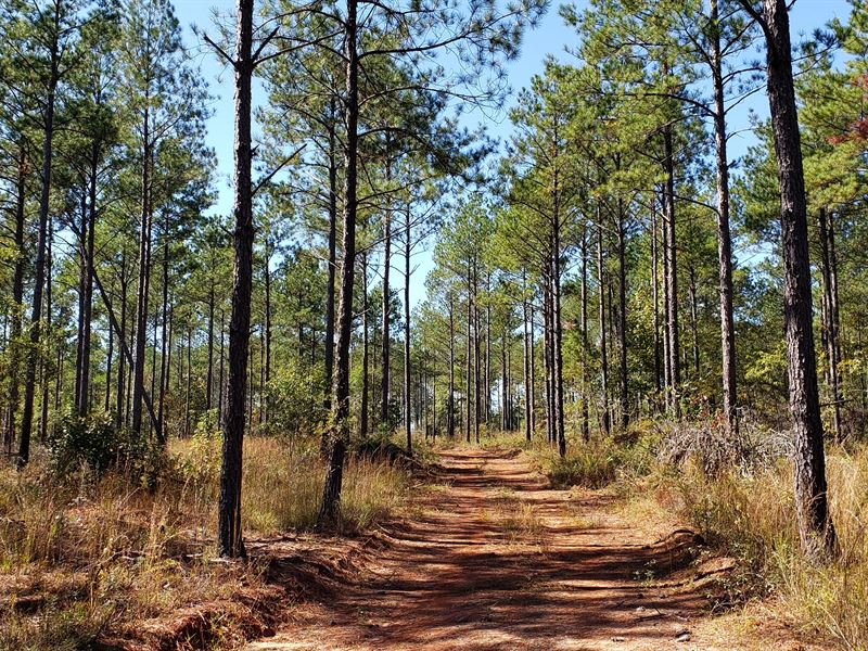 Prime Hunting & Timber Tr 3 of 3 : Lumpkin : Stewart County : Georgia