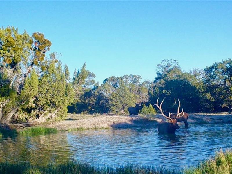 Continental Divide Trophy Elk : Pie Town : Catron County : New Mexico