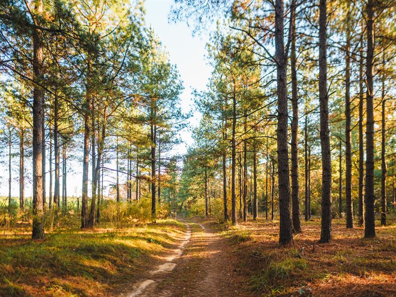 McBean Creek Timber : Hephzibah : Burke County : Georgia