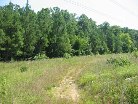176+ Acres near Historic Pittsboro : Pittsboro : Chatham County : North Carolina