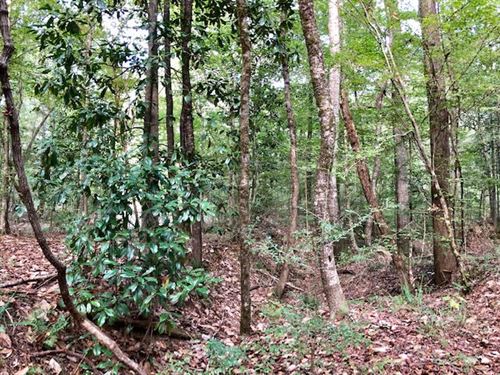 Beautiful Hunting Land : Woodville : Wilkinson County : Mississippi