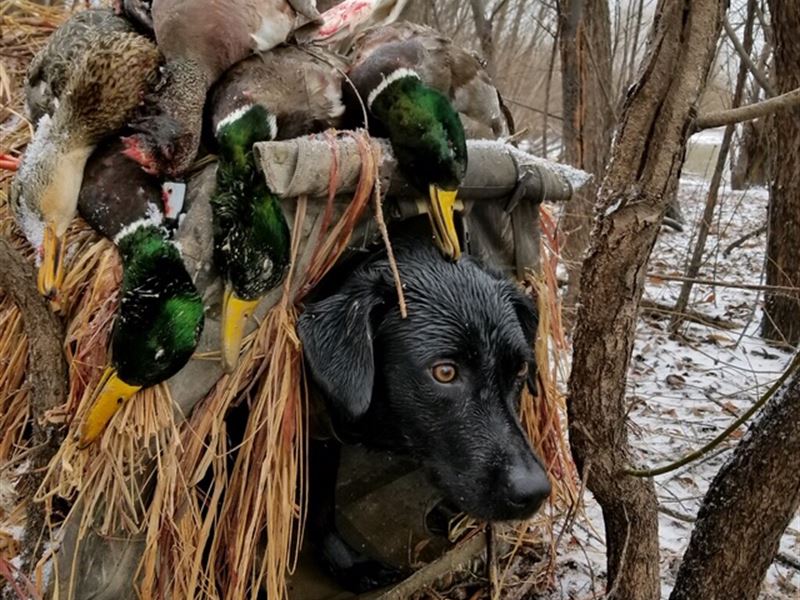 Battle Axe Hunting Club : Marianna : Lee County : Arkansas