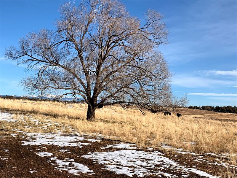 69 Acres Irrigated Farmland : Lewis : Montezuma County : Colorado