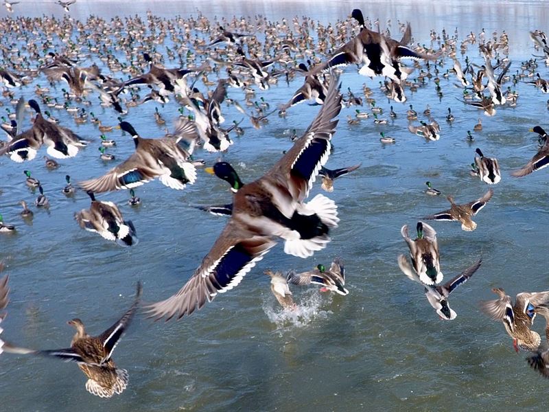 238 Acre Duck Club & Lodge / Henry : Blairstown : Henry County : Missouri