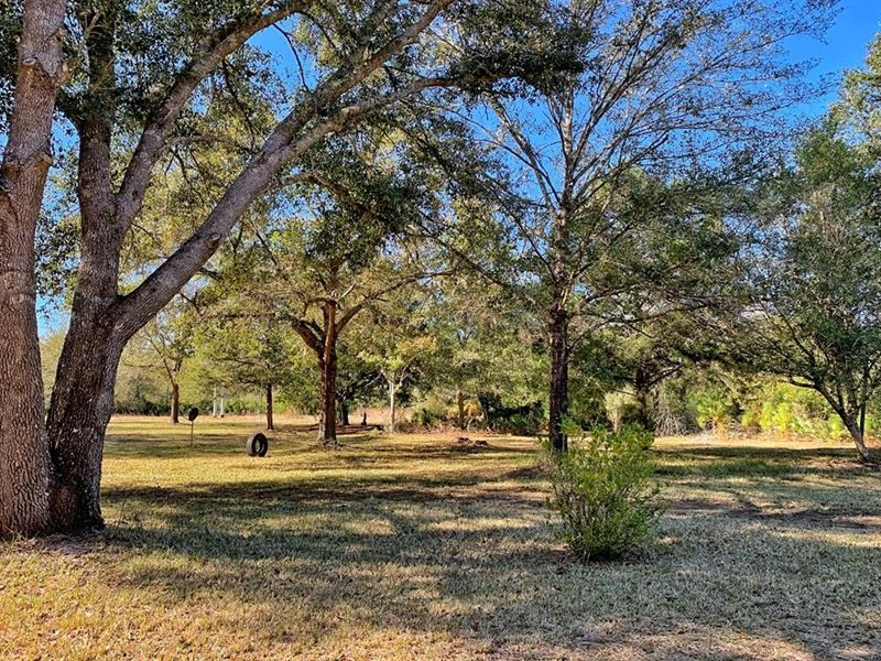 Otter Creek Florida Hunting : Otter Creek : Levy County : Florida
