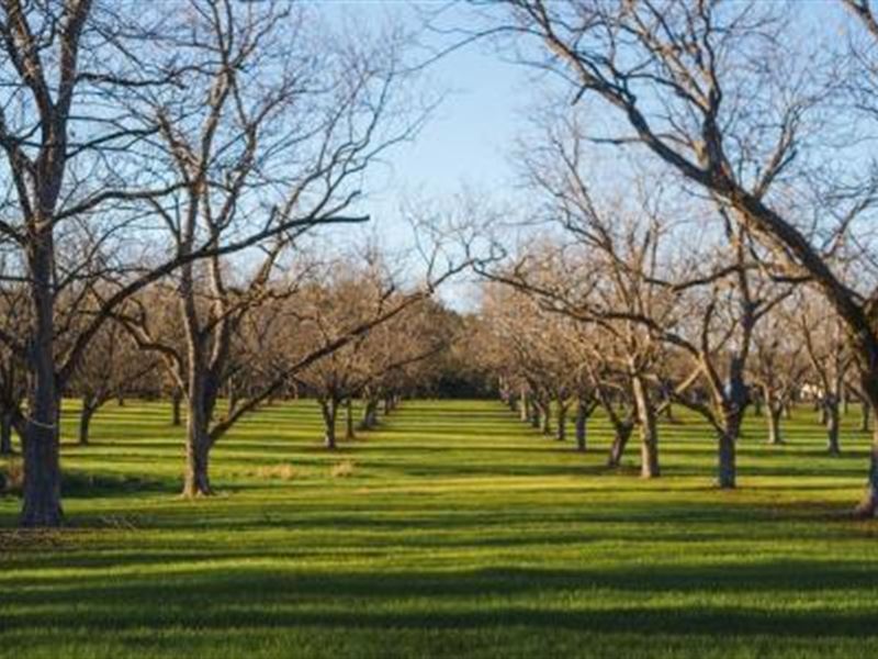 Pecan Grove : Hiltonia : Screven County : Georgia