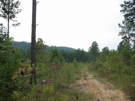 20+/- Acres - Pirvate Estate : Odenville : Jefferson County : Alabama
