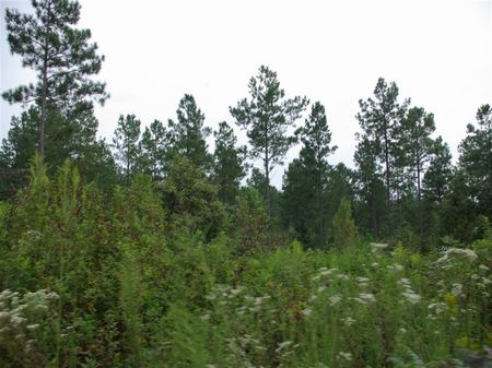 42+/- Acre Private Estate : Odenville : Jefferson County : Alabama