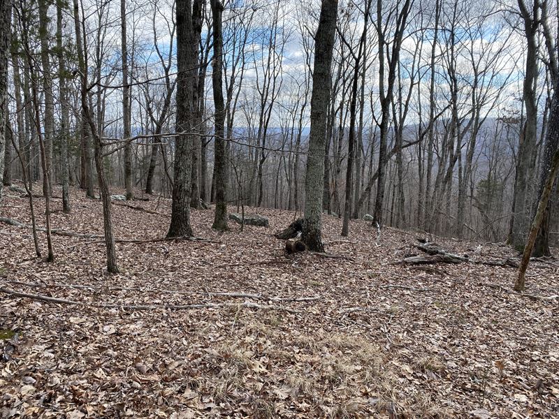 240 Ac Hunting Land : Scottsboro : Jackson County : Alabama