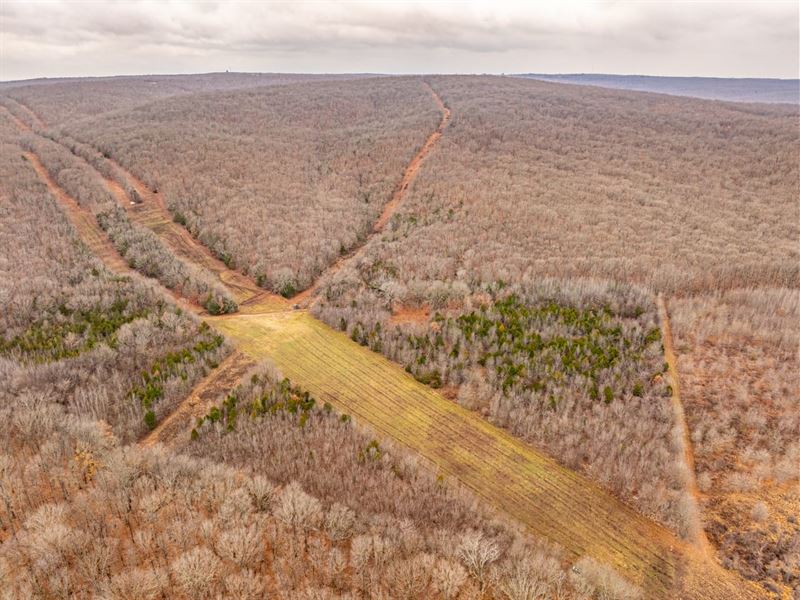 927 Acres, Hunting Land, Mature : Bradford : Jackson County : Arkansas