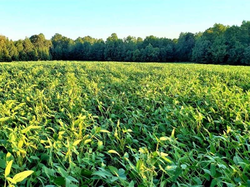38 Acres Corn Field, Mature Hardwo : Stantonville : McNairy County : Tennessee