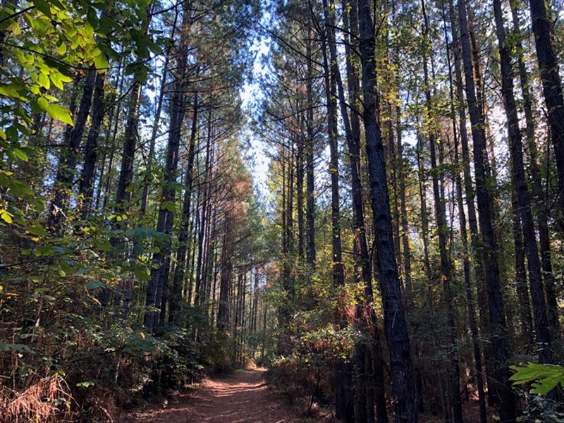 Holloway Tract : Midville : Emanuel County : Georgia
