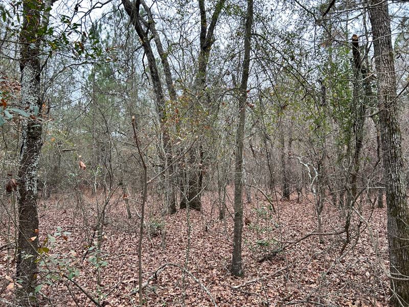 Fairview Road : Steedman : Lexington County : South Carolina