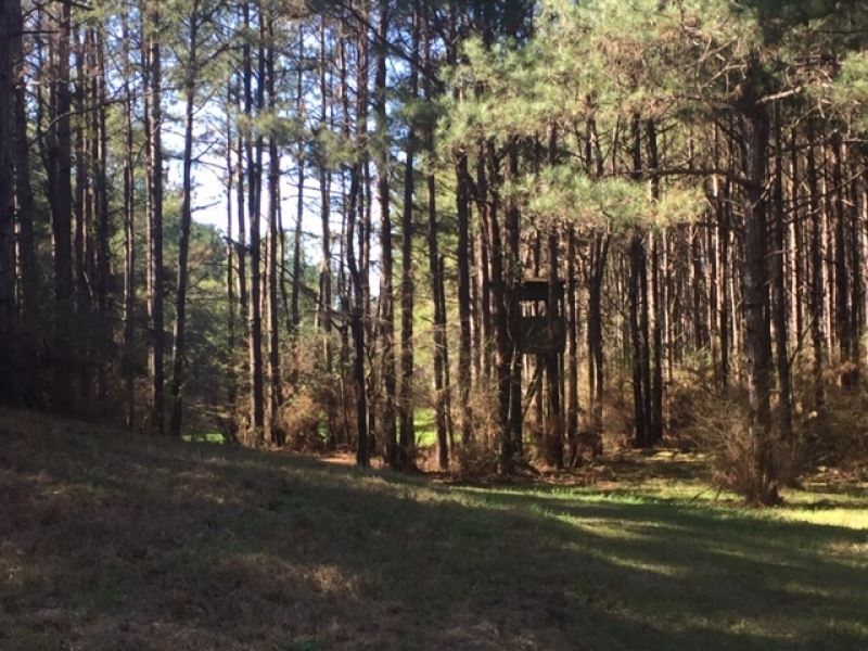 Ard Rd, 50 Acres : Tylertown : Walthall County : Mississippi